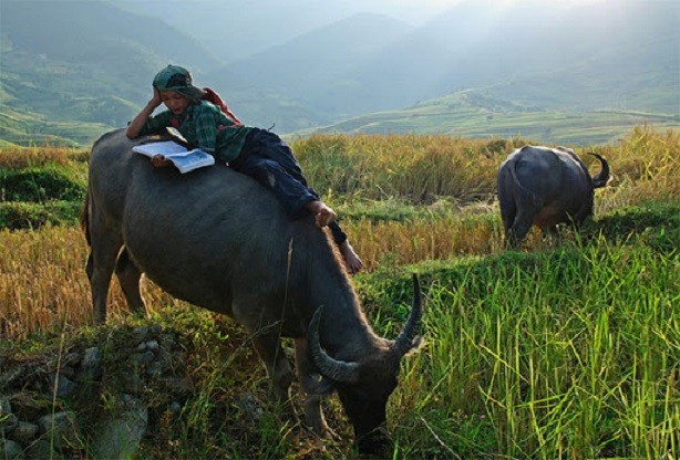 12 Bài văn thuyết minh về con trâu ở làng quê Việt Nam lớp 9 hay nhất