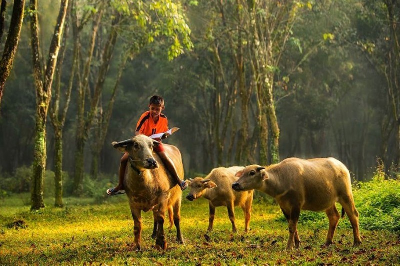 12 bài văn thuyết minh về con trâu ở làng quê việt nam lớp 9 hay nhất