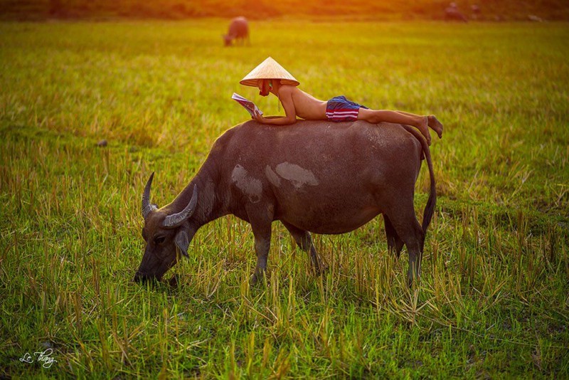 12 bài văn thuyết minh về con trâu ở làng quê việt nam lớp 9 hay nhất