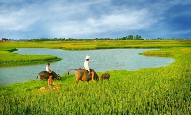 12 bài văn thuyết minh về con trâu ở làng quê việt nam lớp 9 hay nhất