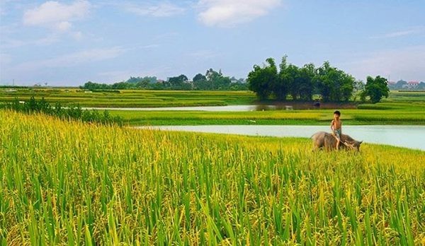 12 bài văn thuyết minh về con trâu ở làng quê việt nam lớp 9 hay nhất