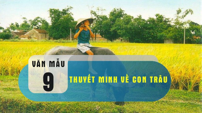 12 bài văn thuyết minh về con trâu ở làng quê việt nam lớp 9 hay nhất