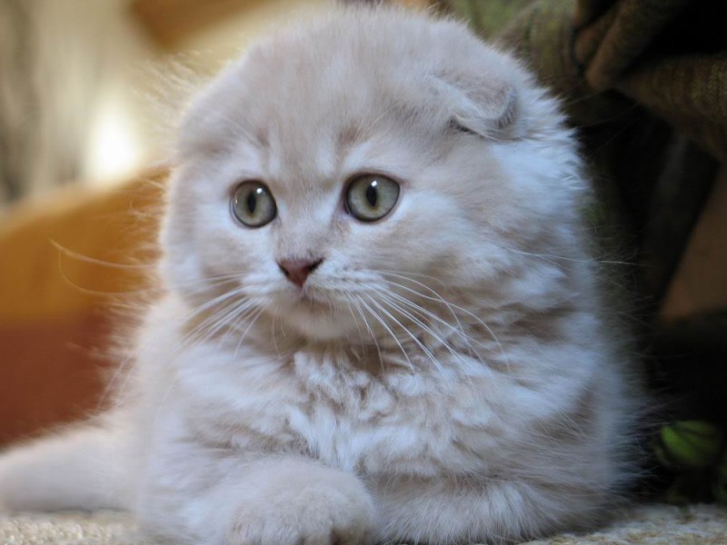 10 loài mèo đẹp nhất thế giới