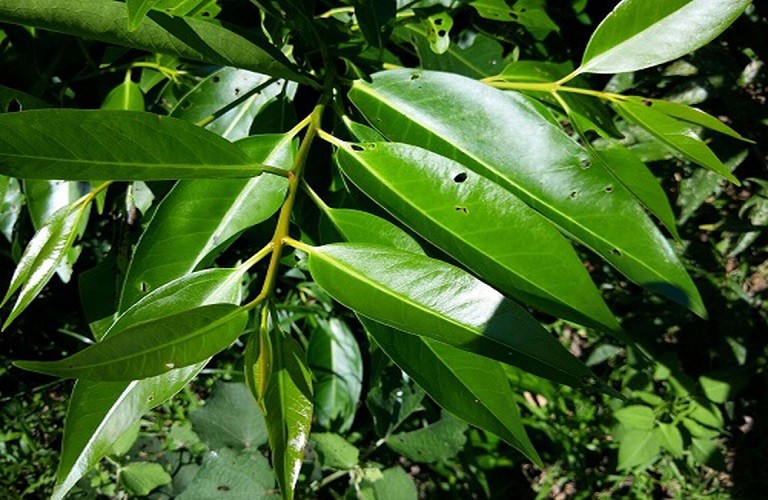 10 công dụng tuyệt vời của cây lá vối đối với sức khoẻ