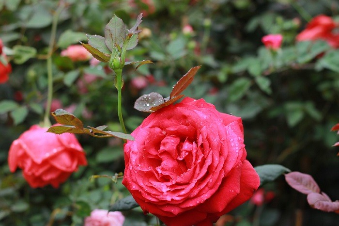 9 bài văn thuyết minh về cây hoa hồng hay nhất