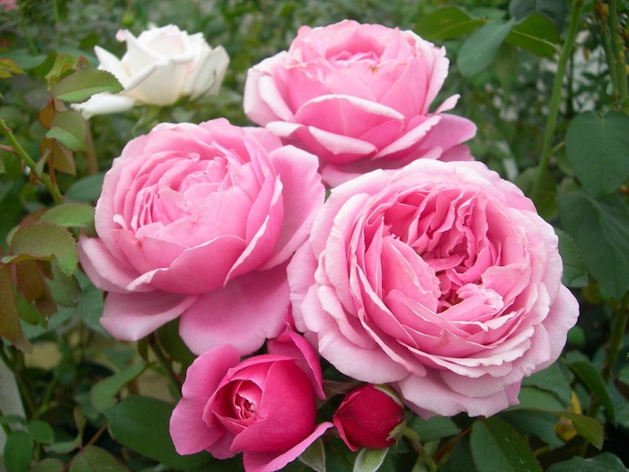 9 bài văn thuyết minh về cây hoa hồng hay nhất