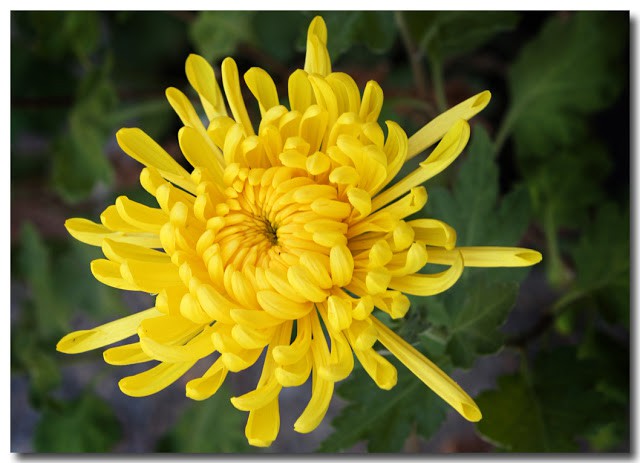 7 bài văn thuyết minh về một loài hoa hay nhất