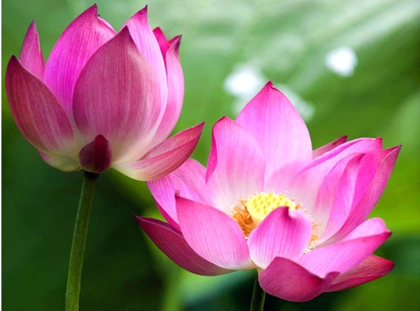 7 bài văn thuyết minh về một loài hoa hay nhất