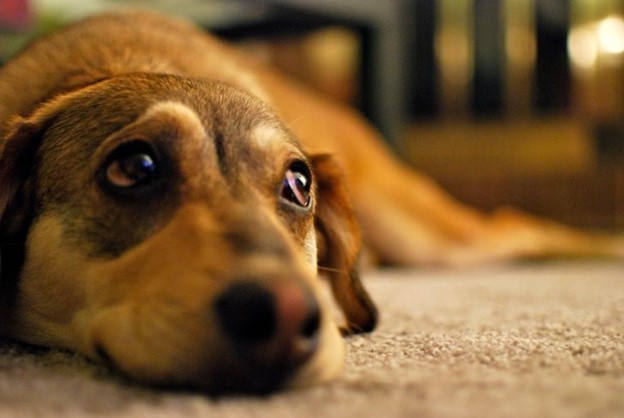 5 tác hại của việc hôn vật nuôi trong nhà