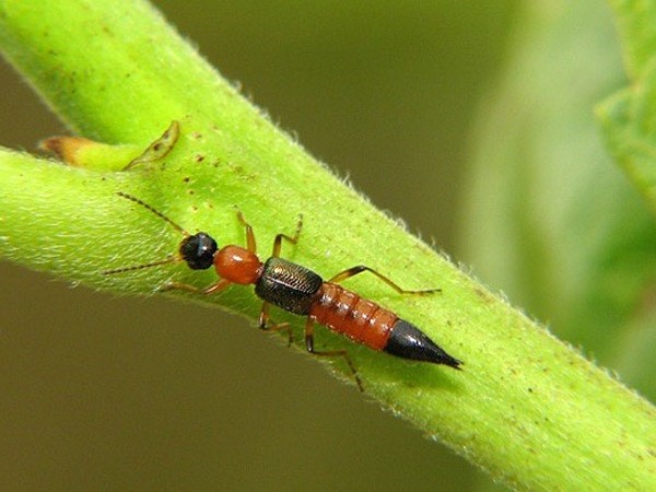 10 điều nên biết về kiến ba khoang