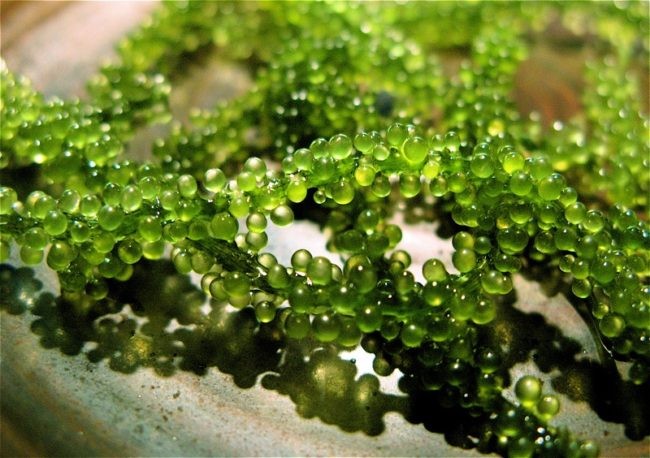 8 Công dụng tuyệt vời của tảo biển Nhật Bản đối với sức khoẻ