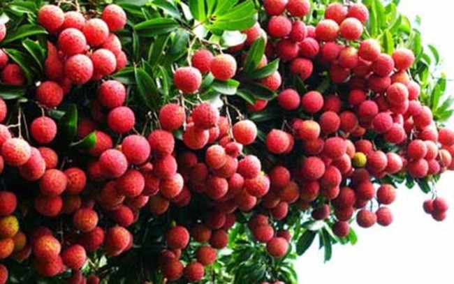6 Bài văn thuyết minh về loại cây ăn quả mà em biết hay nhất