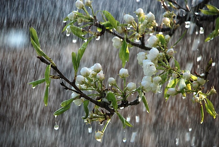 10 bài văn tả cơn mưa hay nhất