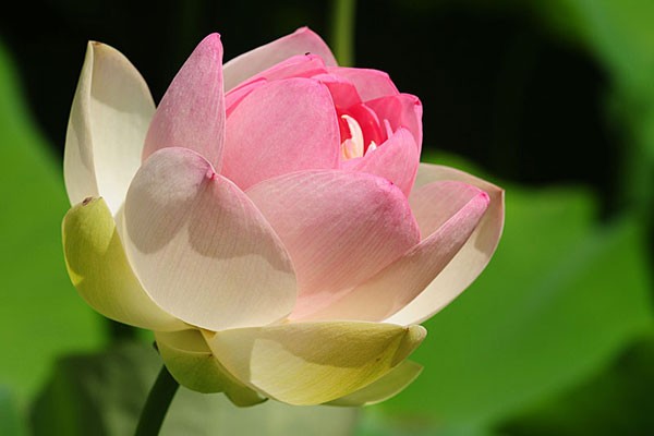 10 bài văn tả cảnh đầm sen đang mùa hoa nở hay nhất