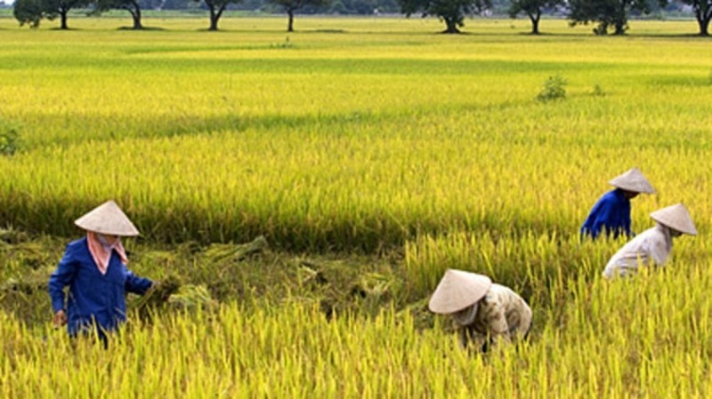 10 bài văn tả cánh đồng lúa chín hay nhất