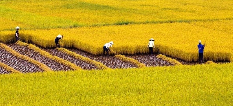 10 bài văn tả cánh đồng lúa chín hay nhất