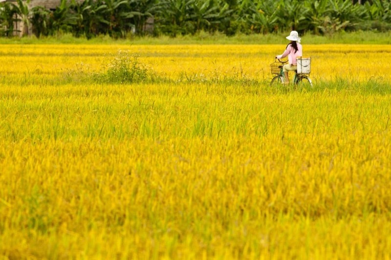 10 bài văn tả cánh đồng lúa chín hay nhất