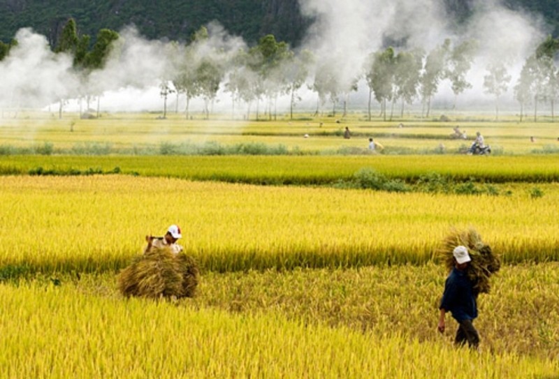 10 bài văn tả cánh đồng lúa chín hay nhất