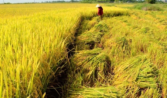 10 bài văn tả cánh đồng lúa chín hay nhất