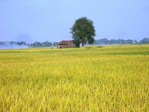 10 bài văn tả cánh đồng lúa chín hay nhất