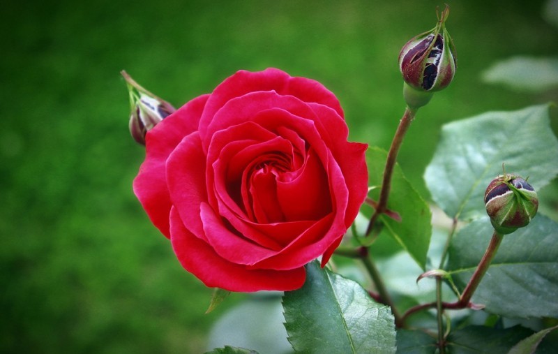10 bài văn tả hoa hồng hay nhất