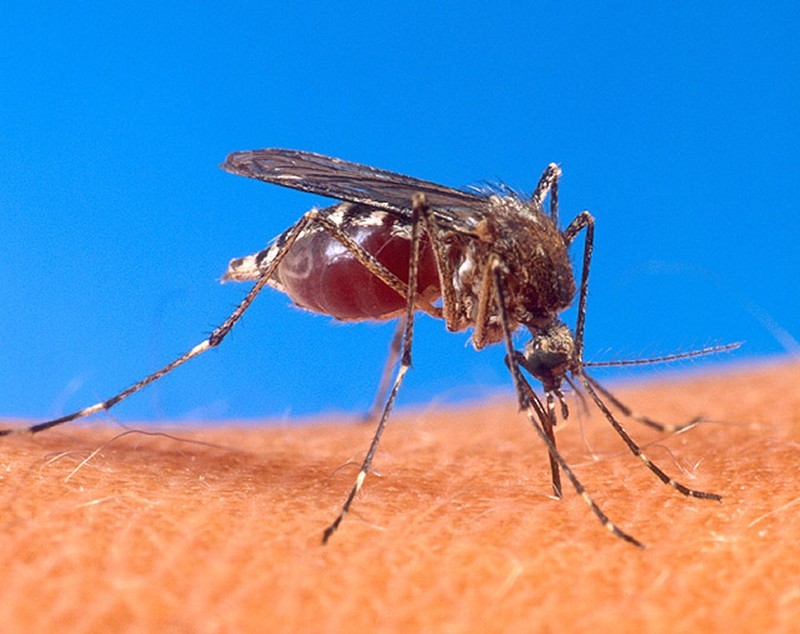 10 Căn bệnh lây truyền do Muỗi cần cảnh giác nhất