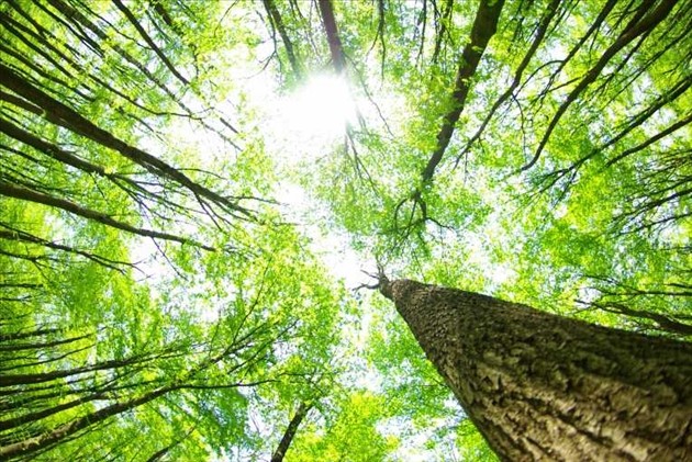 14 bài văn thuyết minh về vai trò của cây cối trong việc bảo vệ môi trường sống