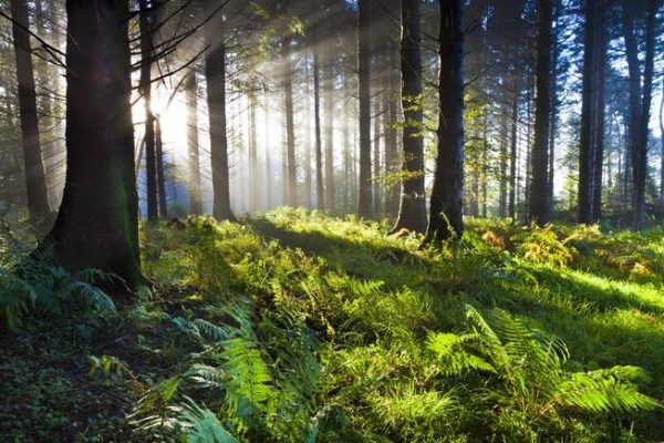 14 bài văn thuyết minh về vai trò của cây cối trong việc bảo vệ môi trường sống