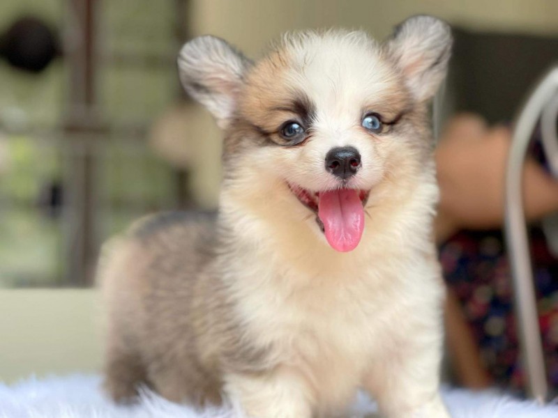 8 địa chỉ mua chó corgi uy tín tại hà nội