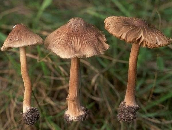 10 loại nấm cực độc thường gặp ở việt nam