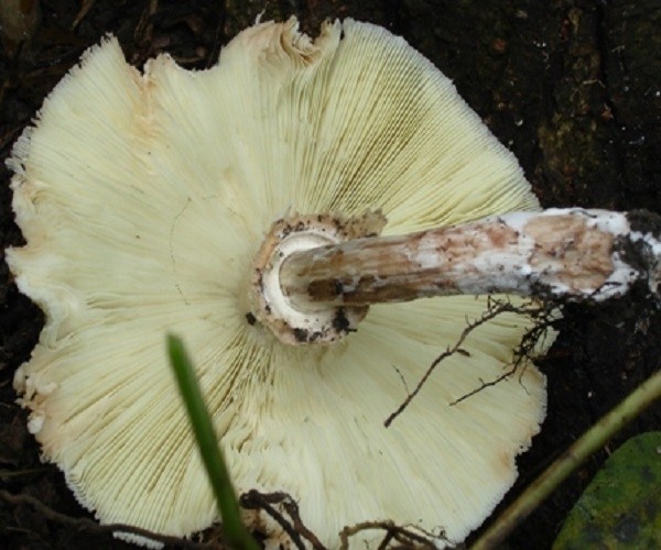 10 loại nấm cực độc thường gặp ở việt nam