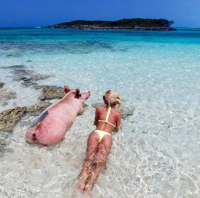 Cực thích thú khi đến với hòn đảo lợn siêu đáng yêu Bahamas