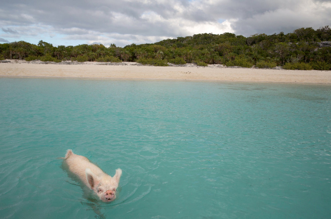 Cực thích thú khi đến với hòn đảo lợn siêu đáng yêu Bahamas