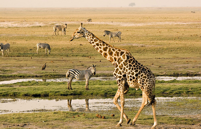 Trải nghiệm cuộc sống thiên nhiên hoang dã tại Botswana