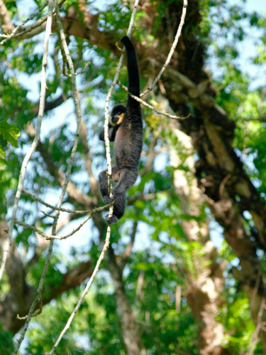 Những chú voọc dễ thương ở Vườn quốc gia Cát Tiên
