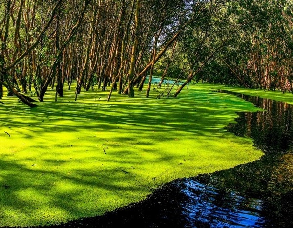 Trà Sư – Bức tranh xanh trù phú mùa nước nổi