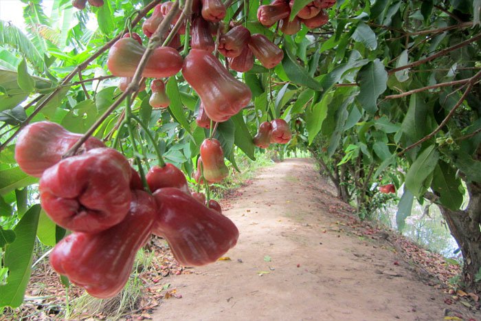 Phá đảo những vườn trái cây gần ngay Sài Gòn
