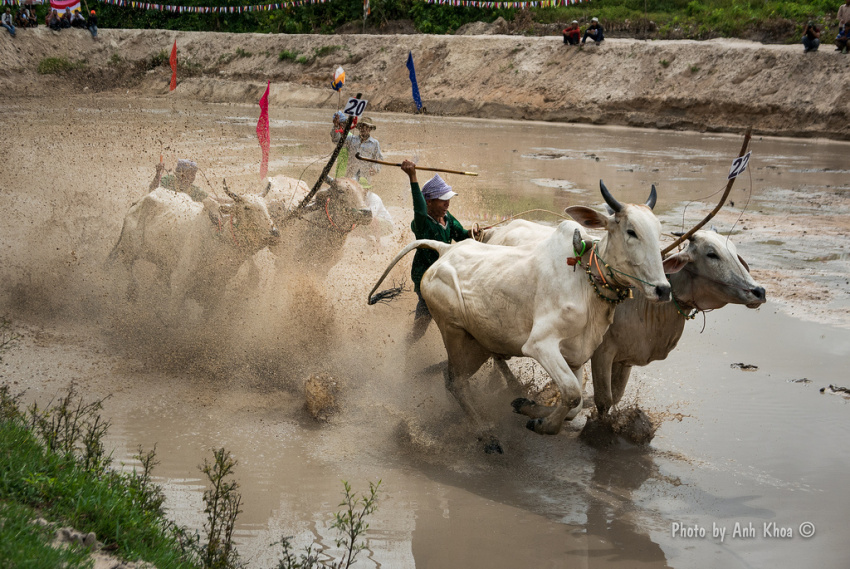 Hình ảnh đua bò bảy núi - An Giang