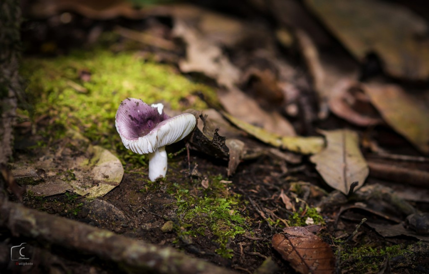 Thảm nấm đa dạng nở rộ trong rừng Đà Lạt