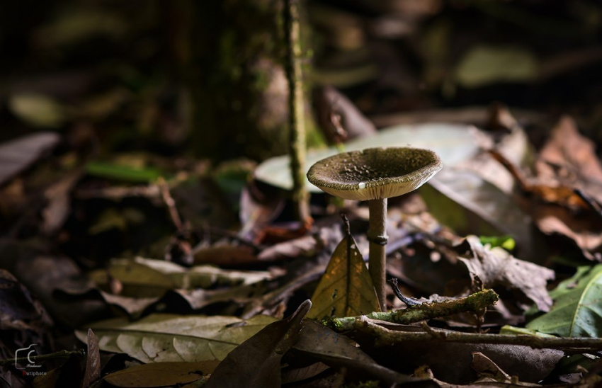 Thảm nấm đa dạng nở rộ trong rừng Đà Lạt