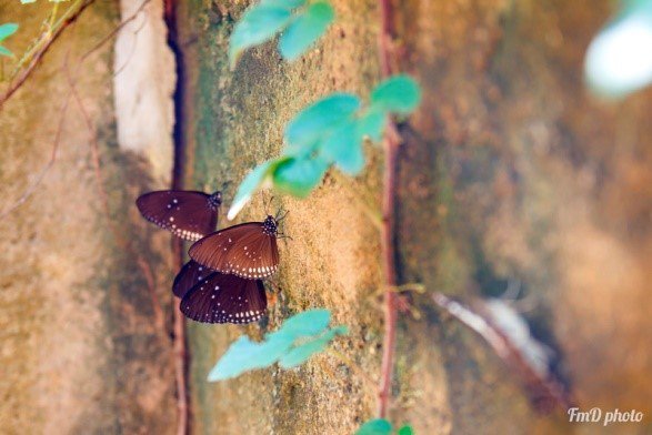 Sau cơn mưa  Mã Đà Đồng Nai ngợp sắc bướm rừng kì ảo
