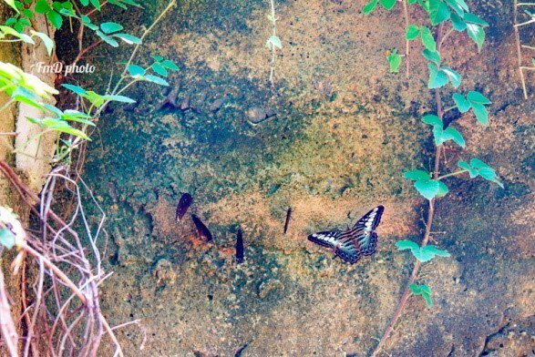 Sau cơn mưa  Mã Đà Đồng Nai ngợp sắc bướm rừng kì ảo