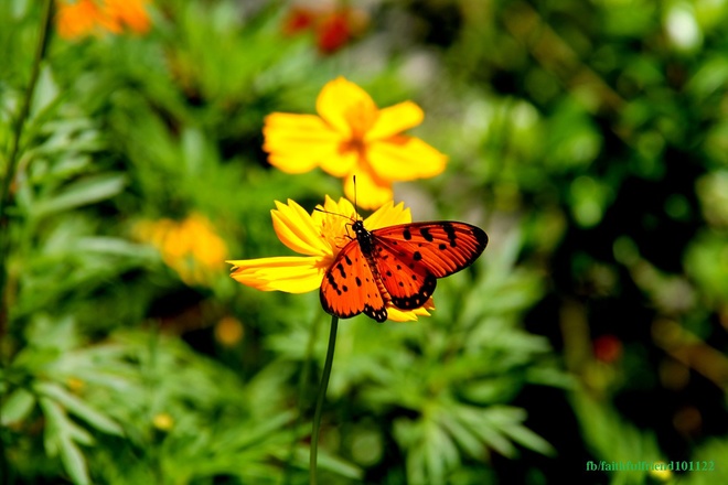 Ngất ngây mùa bướm rợp trời ở Cát Tiên
