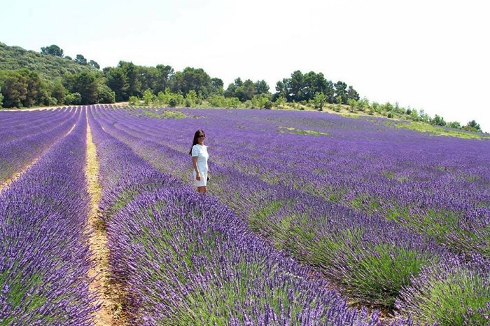 Cánh đồng hoa Lavender rộng bạt ngàn ở Đà Lạt