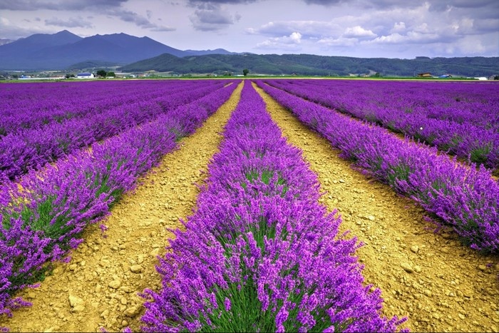 Cánh đồng hoa Lavender rộng bạt ngàn ở Đà Lạt