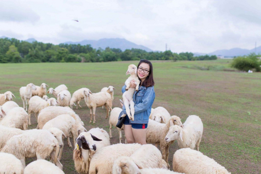 Chụp ảnh thỏa thích tại trại cừu siêu cute ở Vũng Tàu