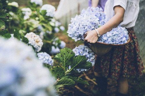 Lại xuất hiện một vườn hoa cẩm tú cầu tuyệt đẹp tại Đà Lạt