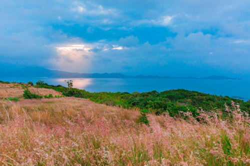 ​Đồi cỏ lau hồng đẹp lãng mạn ở đảo Bình Ba