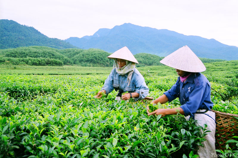 Ngút ngàn sắc xanh nơi đồi chè Đông Giang tại Quảng Nam