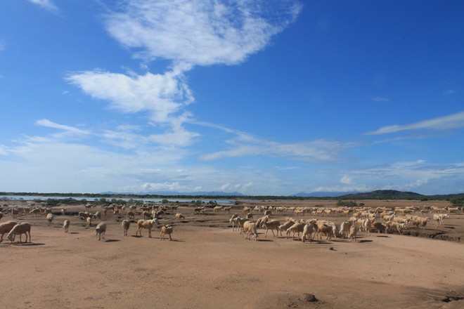 Cánh đồng cừu ở Ninh Thuận